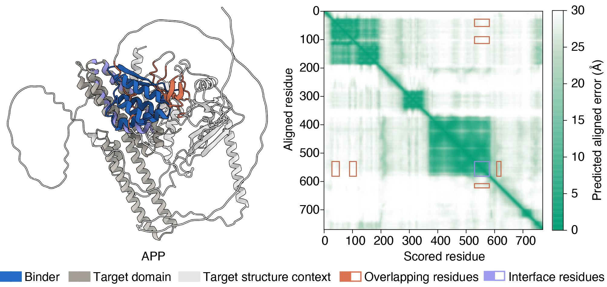 Representative target structure with a binder that overlaps the full-length target yet was retained, owing to low predicted aligned error (PAE) over the overlapping target region.